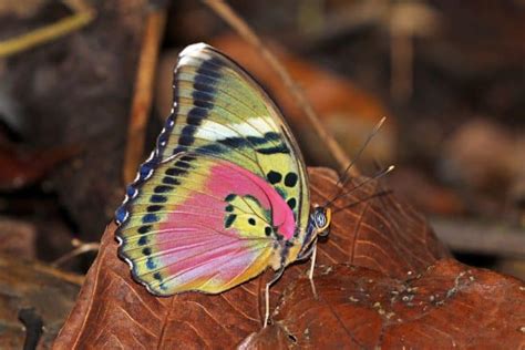 What Makes Butterflies Pink and Yellow?